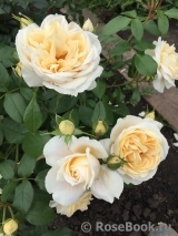 Lions Rose Lions Rose