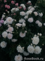 Lions Rose Lions Rose
