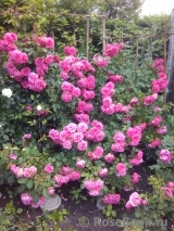 Rosarium Uetersen Rosarium Uetersen