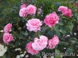 Tickled Pink Tickled Pink