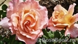 Augusta Luise Augusta Luise