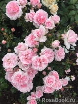 Home & Garden Home & Garden