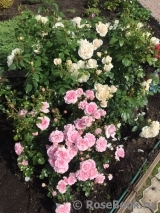 Home & Garden Home & Garden