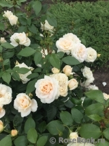 Lions Rose Lions Rose