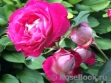 Belle de Segosa® Belle de Segosa®