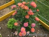 Briosa ® Briosa ®