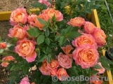 Briosa ® Briosa ®