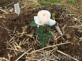 Desdemona Desdemona