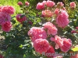 Rosarium Uetersen Rosarium Uetersen