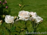Prioress, The