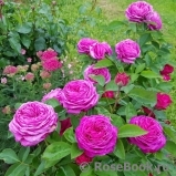 Heidi Klum Rose Heidi Klum Rose