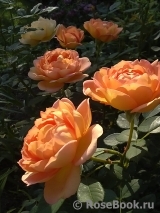 Lady of Shalott Lady of Shalott