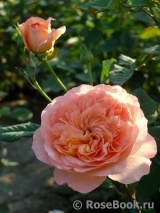 Apricot Sensation Apricot Sensation