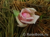 Olivia Rose Austin Olivia Rose Austin