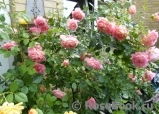 Jubilee Celebration®