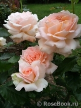 Chandos Beauty Chandos Beauty