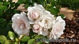 Aspirin Rose Aspirin Rose