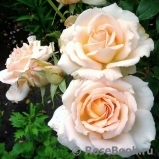 Chandos Beauty Chandos Beauty