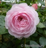 Olivia Rose Austin Olivia Rose Austin