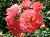 Rosarium Uetersen Rosarium Uetersen