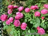 Heidi Klum Rose Heidi Klum Rose