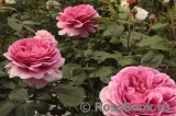 Princess Alexandra of Kent Princess Alexandra of Kent