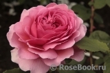 Princess Alexandra of Kent Princess Alexandra of Kent