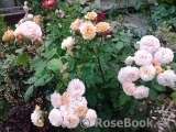 Crown Princess Margareta® Crown Princess Margareta®