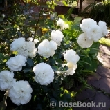 White Meidiland White Meidiland
