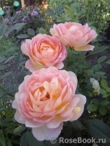 Lady of Shalott Lady of Shalott