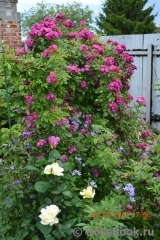 Perennial Blue Perennial Blue