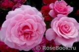 Tickled Pink Tickled Pink