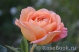 Lady of Shalott Lady of Shalott