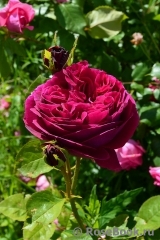 Falstaff® Falstaff®