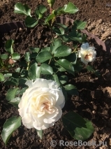 White Meidiland White Meidiland
