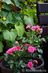 Cerise Flower Circus ® Cerise Flower Circus ®