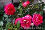 Cerise Flower Circus ® Cerise Flower Circus ®