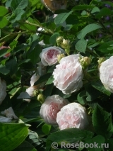 Felicite Parmentier Felicite Parmentier