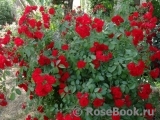 Scarlet Meillandecor Scarlet Meillandecor
