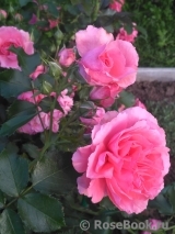 Rosarium Uetersen Rosarium Uetersen