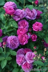 Heidi Klum Rose Heidi Klum Rose