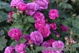 Heidi Klum Rose Heidi Klum Rose