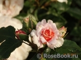 Dr.Hermann Schulze-Delitzsch Rose