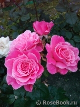 Tickled Pink Tickled Pink