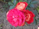 Starlet®-Rose Carmen® Starlet®-Rose Carmen®