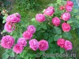 Heidi Klum Rose Heidi Klum Rose