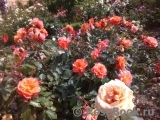 Westerland Westerland
