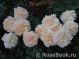 Garden of Roses Garden of Roses