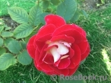 Aline Mayrisch Rose ®