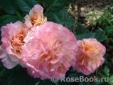 Augusta Luise Augusta Luise